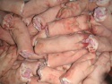 frozen buffalo meat - product's photo