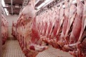 frozen beef cuts & carcasses - product's photo