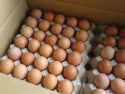 fresh chicken eggs,poultry eggs,fresh farm eggs - product's photo