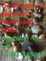,johannesburg call best love spells caster and marriage love spells +2 - product's photo