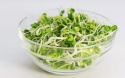 alfalfa hay from turkey - product's photo