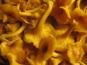 bulk wild dried chanterelles - product's photo