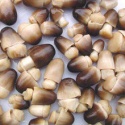 canned straw mushroom - product's photo