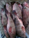 fresh reef cod - product's photo