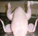 halal frozen chicken parts,halal gizzards , halal frozen chicken drumsticks , halal frozen chicken wings , frozen chicken thighs - product's photo